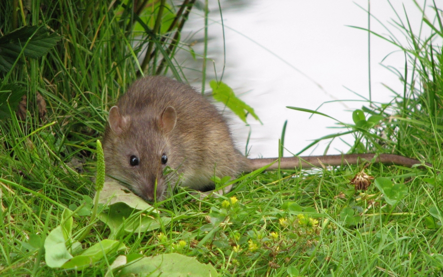 Die Ratten verlassen das sinkende Schiff – warum eigentlich?
