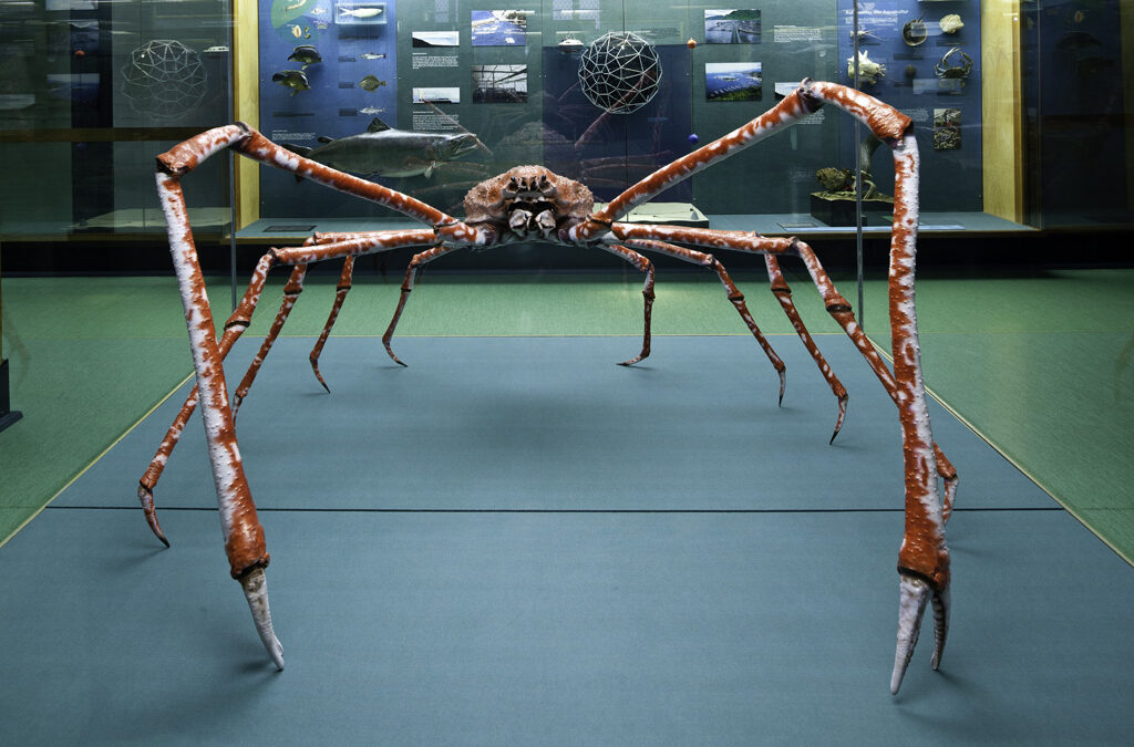 Tiefseeausstellung: Meeresmuseum zeigt Funkeln im Dunkeln