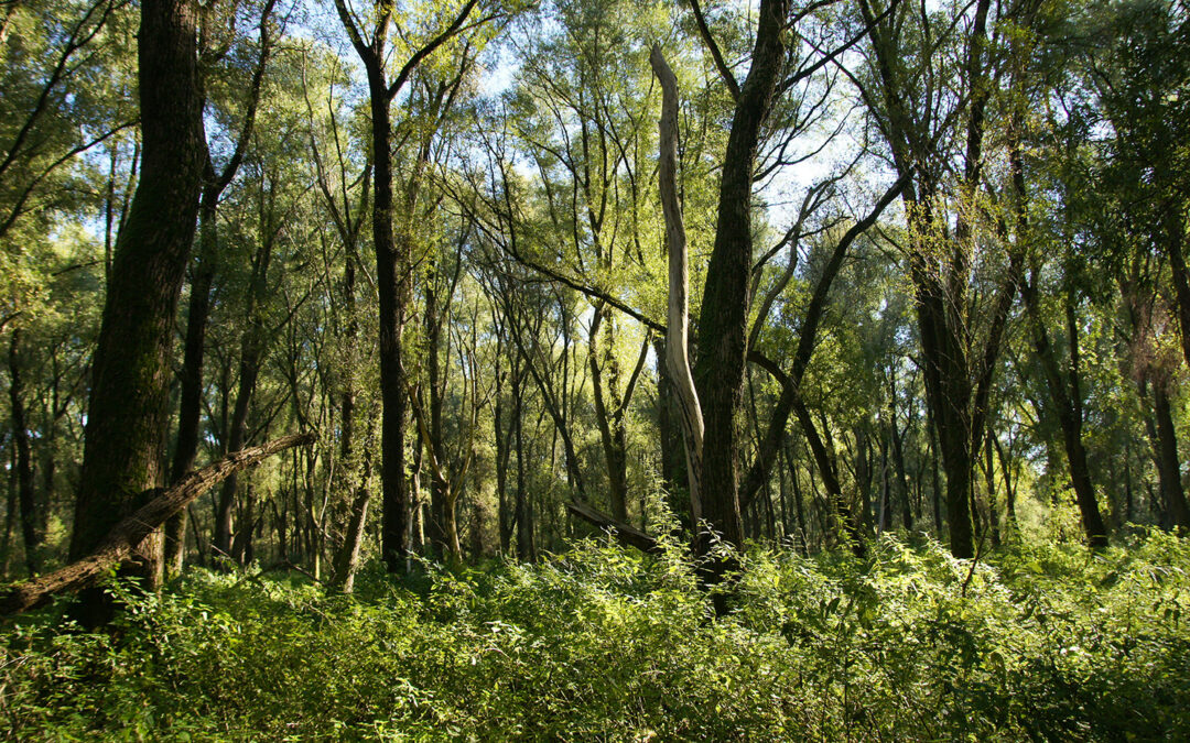 Vollhöfner Weiden: Umstrittene Hafenerweiterung in Hamburg geplant
