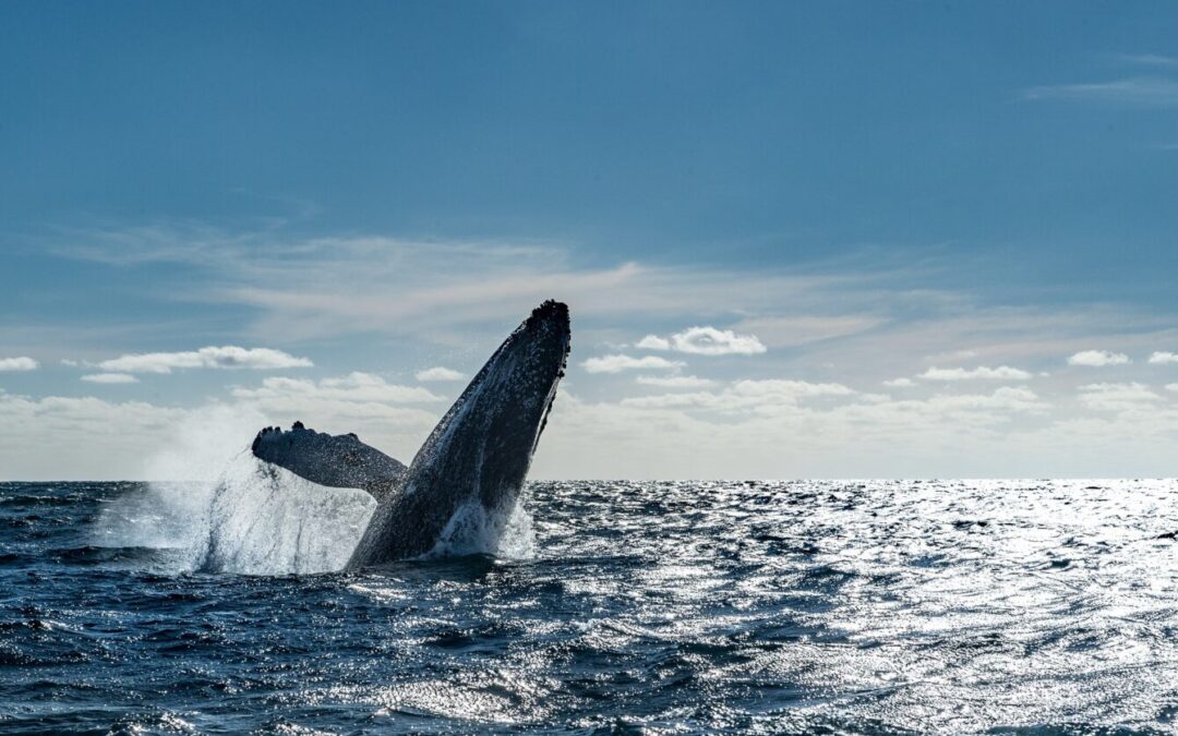 The Winner is: Der Friend of the Sea Whale-Safe Award 2022 geht an Hapag-Lloyd